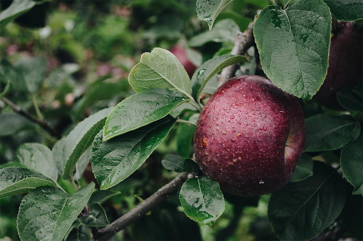 Äpfel vom Obsthof am Sachsenwald